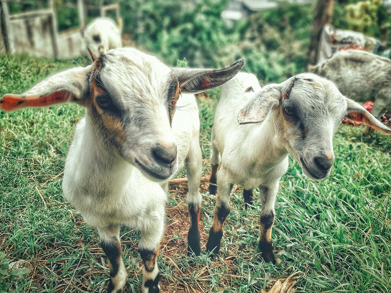 Goats have worms